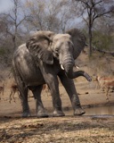Serondella - elephants2 Serondella - elephants2